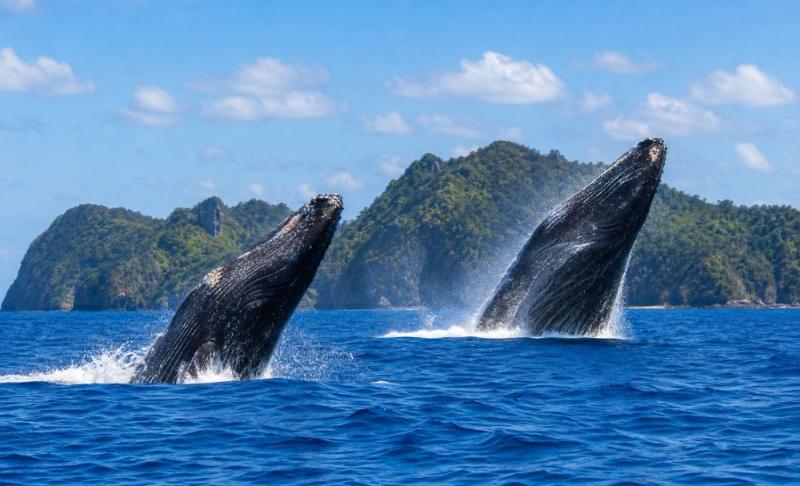 クジラのジャンプ